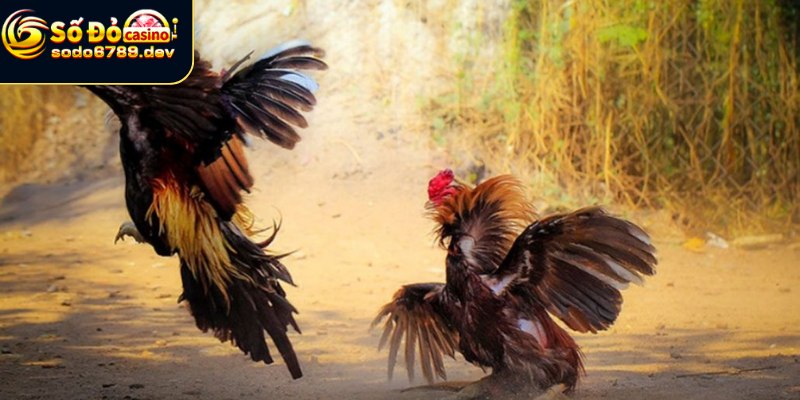 Aog Đá Gà - Giới Thiệu, Đặc Điểm, Cách Chơi Và Tương Lai 3 Điểm nổi bật ghi điểm của đá gà Aog