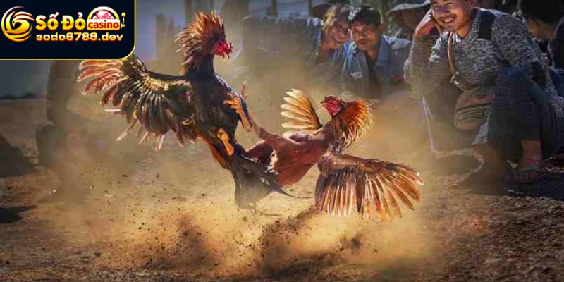 Aog Đá Gà - Giới Thiệu, Đặc Điểm, Cách Chơi Và Tương Lai 4 Hướng dẫn tham gia đá gà Aog dễ dàng