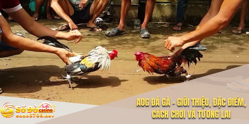 Aog Đá Gà - Giới Thiệu, Đặc Điểm, Cách Chơi Và Tương Lai 1 Aog đá gà