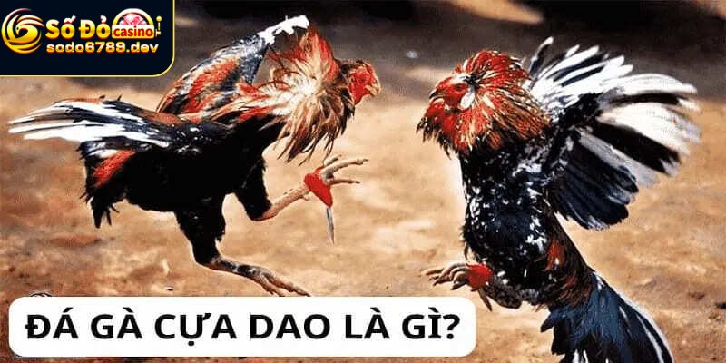 Lịch sử và nguồn gốc giải trí gà cựa dao