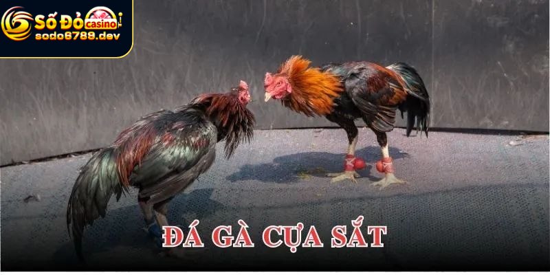 Giới thiệu tựa game đá gà cựa sắt siêu hot