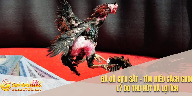 Đá gà cựa sắt