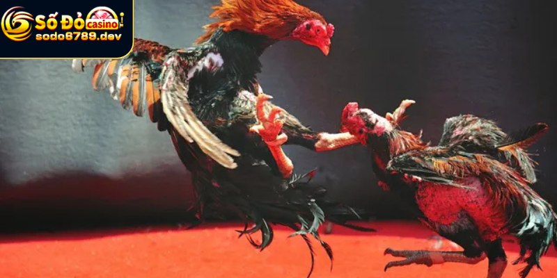 Lợi ích đá gà mang đến cho người chơi