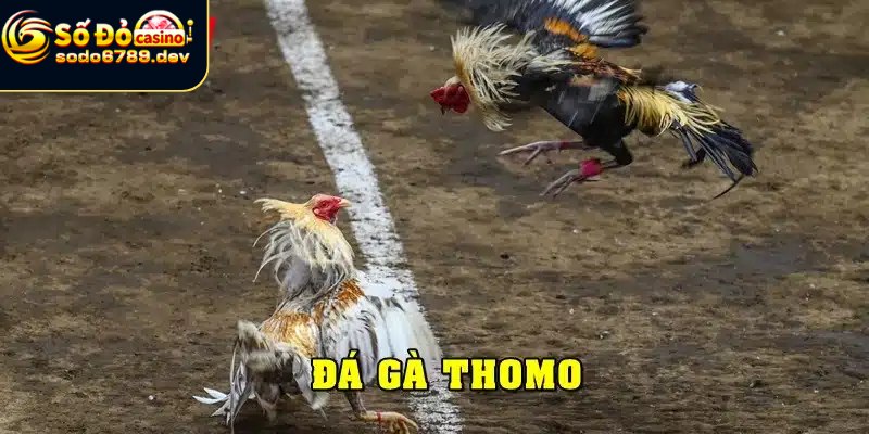 Đá Gà Thomo - Đặc Điểm, Lý Do Yêu Thích Và Cách Chọn Gà 4 Chọn gà Thomo sao để có lợi thế tốt