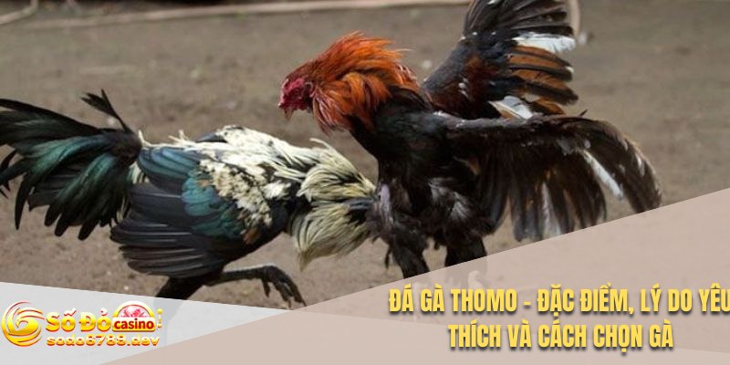 Đá Gà Thomo - Đặc Điểm, Lý Do Yêu Thích Và Cách Chọn Gà 1 Đá gà Thomo